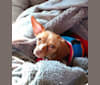 Poquito Sweet Senor Pistolero, a Chihuahua and Dachshund mix tested with EmbarkVet.com