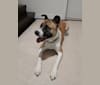Winston Park, an Akita and American Pit Bull Terrier mix tested with EmbarkVet.com