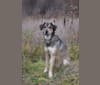 Photo of Otis, an Australian Cattle Dog, Beagle, Australian Shepherd, American Pit Bull Terrier, and Mixed mix in South Dakota, USA