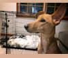 Lola, an Arabian Village Dog tested with EmbarkVet.com