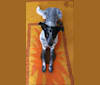 Tad, an Australian Cattle Dog and German Shepherd Dog mix tested with EmbarkVet.com