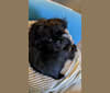 Chip, a Brussels Griffon tested with EmbarkVet.com