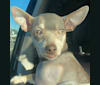Bennie, a Chihuahua and Miniature Pinscher mix tested with EmbarkVet.com