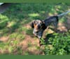 Archie, a Bluetick Coonhound tested with EmbarkVet.com