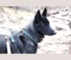 Ame, a Belgian Sheepdog and German Shepherd Dog mix tested with EmbarkVet.com