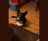 Barley Hops, a Cardigan Welsh Corgi tested with EmbarkVet.com