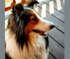 Sadie, a Shetland Sheepdog tested with EmbarkVet.com