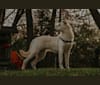 Atlas, an Australian Cattle Dog and Siberian Husky mix tested with EmbarkVet.com