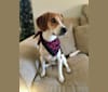 Photo of Emmett, a Beagle and Miniature Pinscher mix in Denver, Colorado, USA
