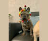 Romeo, a French Bulldog tested with EmbarkVet.com