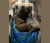 Koda, a Staffordshire Terrier and Border Collie mix tested with EmbarkVet.com