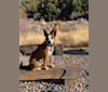 Mayzee, a Miniature/MAS-type Australian Shepherd and Australian Cattle Dog mix tested with EmbarkVet.com