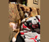 Ruby, a Rat Terrier and Chihuahua mix tested with EmbarkVet.com