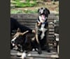 Dakota, an American Pit Bull Terrier and Australian Cattle Dog mix tested with EmbarkVet.com