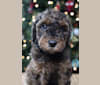 Must Love Poodles Noel, a Poodle tested with EmbarkVet.com