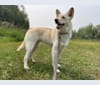 Photo of Opie, a Siberian Husky, German Shepherd Dog, Alaskan Malamute, Golden Retriever, and Mixed mix in Thunder Bay, Ontario, Canada