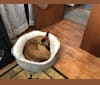 Matylda, a Boxer and Chihuahua mix tested with EmbarkVet.com