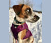 Gemini, a Labrador Retriever and Coonhound mix tested with EmbarkVet.com
