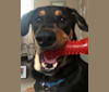 Wyatt, a Labrador Retriever and Doberman Pinscher mix tested with EmbarkVet.com