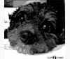 Mack, a Poodle (Small) and Shih Tzu mix tested with EmbarkVet.com