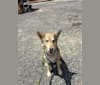 Willow, a German Shepherd Dog and Rottweiler mix tested with EmbarkVet.com