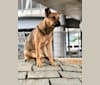 Tali, an Australian Cattle Dog and German Shepherd Dog mix tested with EmbarkVet.com