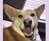 Photo of Winston, an American Pit Bull Terrier, German Shepherd Dog, Siberian Husky, American Eskimo Dog, and Mixed mix in Louisiana, USA