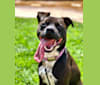 Hazely, an American Pit Bull Terrier and American Staffordshire Terrier mix tested with EmbarkVet.com