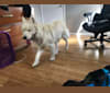 Rama, a Siberian Husky and Alaskan Malamute mix tested with EmbarkVet.com