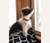 Fiona, a Chihuahua and Shih Tzu mix tested with EmbarkVet.com