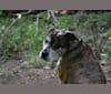 Jackson, an American Pit Bull Terrier and Bulldog mix tested with EmbarkVet.com