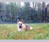 Whiskey, a German Shepherd Dog and Siberian Husky mix tested with EmbarkVet.com