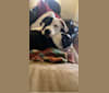 Photo of Arlo, an American Pit Bull Terrier, Catahoula Leopard Dog, American Bulldog, and Mixed mix in Laurel, MS, USA