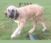 Sep, an Anatolian Shepherd Dog and Great Pyrenees mix tested with EmbarkVet.com