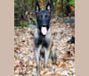 Taz, a Belgian Shepherd tested with EmbarkVet.com