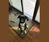 Sobie, a German Shorthaired Pointer and Labrador Retriever mix tested with EmbarkVet.com
