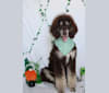 Photo of Riggs, a Poodle (Standard)  in Las Vegas, NV, USA