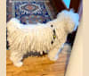 Chase Marley Bradshaw, a Puli tested with EmbarkVet.com