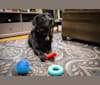 Charlie, a Labrador Retriever and Border Collie mix tested with EmbarkVet.com