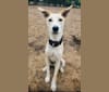 Jeddy, an Arabian Village Dog tested with EmbarkVet.com