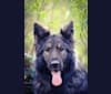 Mystic, a German Shepherd Dog tested with EmbarkVet.com