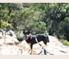 Taquito, a Siberian Husky and Australian Cattle Dog mix tested with EmbarkVet.com