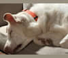 Lily, a Labrador Retriever and Chow Chow mix tested with EmbarkVet.com