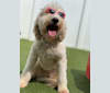 Photo of Scout, a Goldendoodle  in Columbia, Maryland, USA