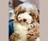 Photo of Clooney, a Goldendoodle  in Albany, New York, USA