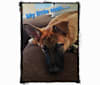 Chance, a German Shepherd Dog and American Pit Bull Terrier mix tested with EmbarkVet.com