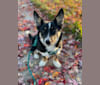 Willow, a Border Collie and Norwegian Elkhound mix tested with EmbarkVet.com