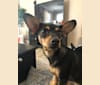 Photo of Remy, a Dachshund and Chihuahua mix in Albuquerque, New Mexico, USA