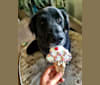 Cabella, a German Shepherd Dog and Golden Retriever mix tested with EmbarkVet.com