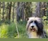 Mowgli, a Bouvier des Flandres and Australian Shepherd mix tested with EmbarkVet.com